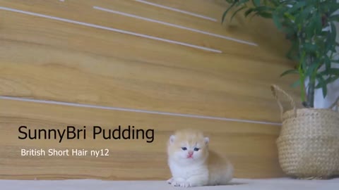 Tiny Kitten Pudding is crying to find mother cat