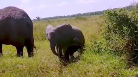 Baby elephant adorably tries to eat leaves like his mother