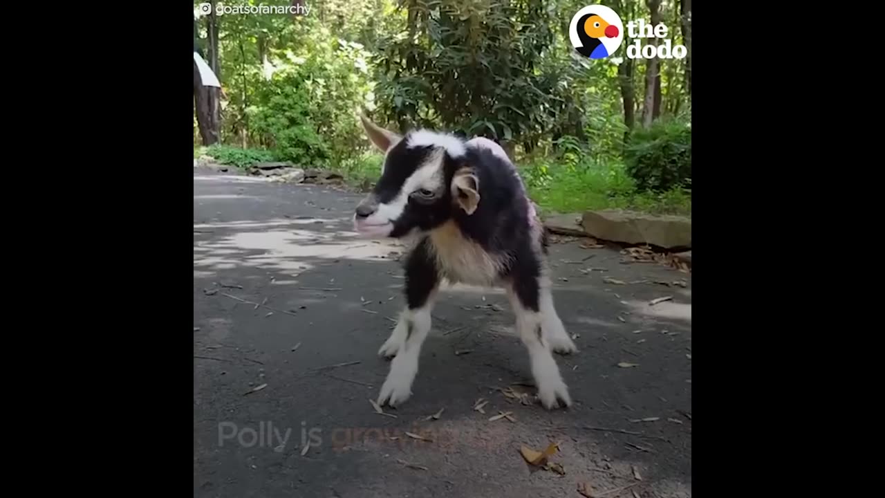 Anxious Goat Calms Down In Duck Costume: Cute Animals Halloween Compilation | The Dodo