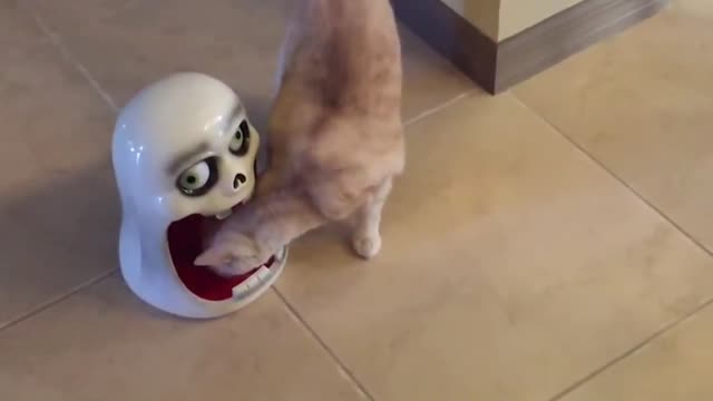 Cat Gets Scared By A Toy Runs To The Corner | Funny Video