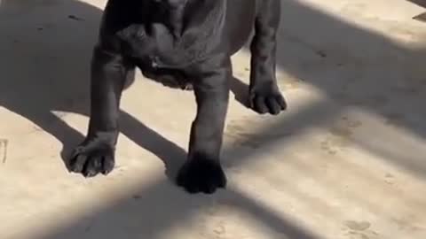 American bully style