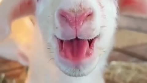 Cute Goat Baby - Cutest Animal On Earth