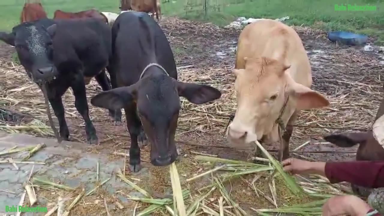 Cow Cute, Cow Funny Videos