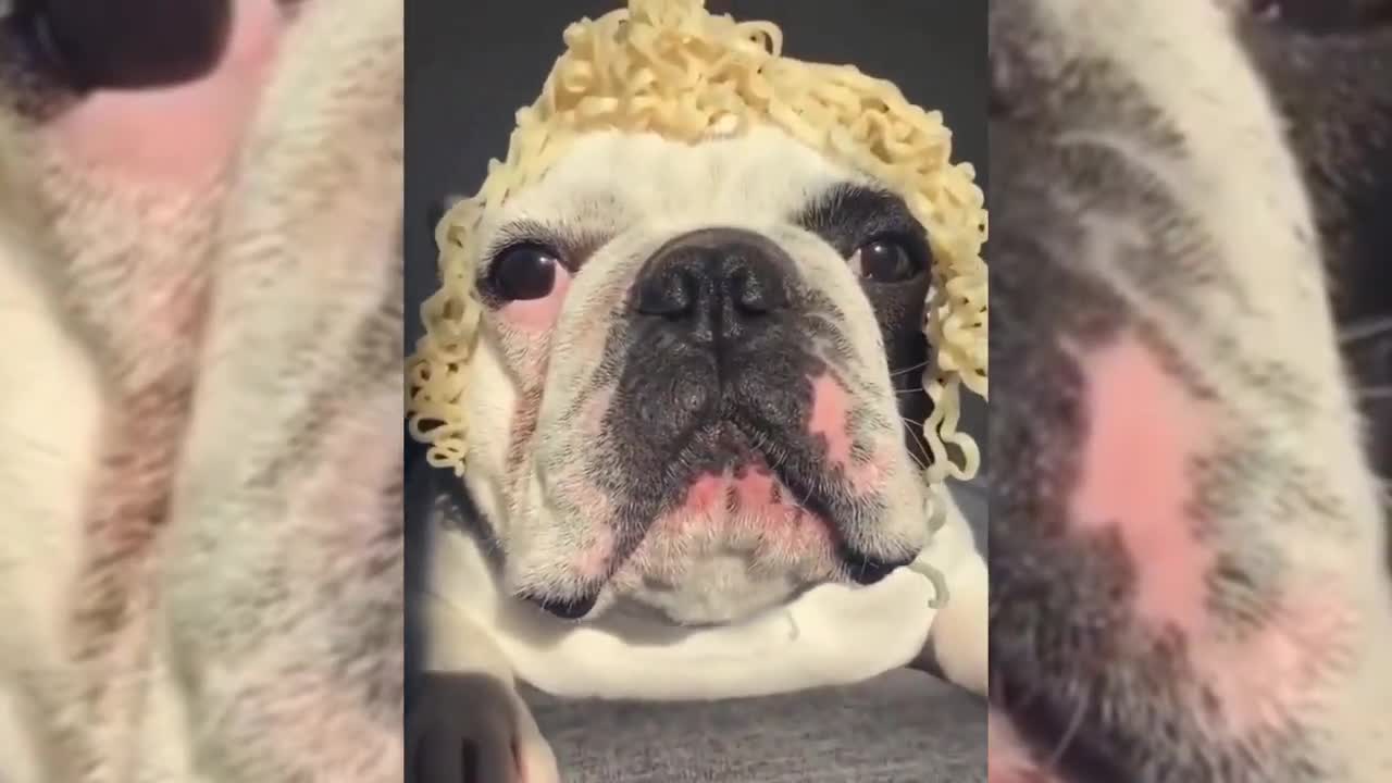 Funny and Cute Animals 🐱🐶 video Compilation