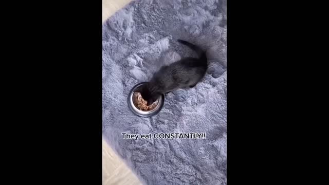 Funny Pets ✪ Cute and Baby Cats Video Compilation #3