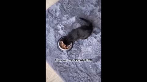 Funny Pets ✪ Cute and Baby Cats Video Compilation #3