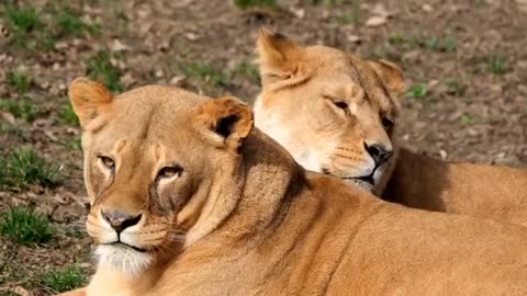 Lion mother with her daughter