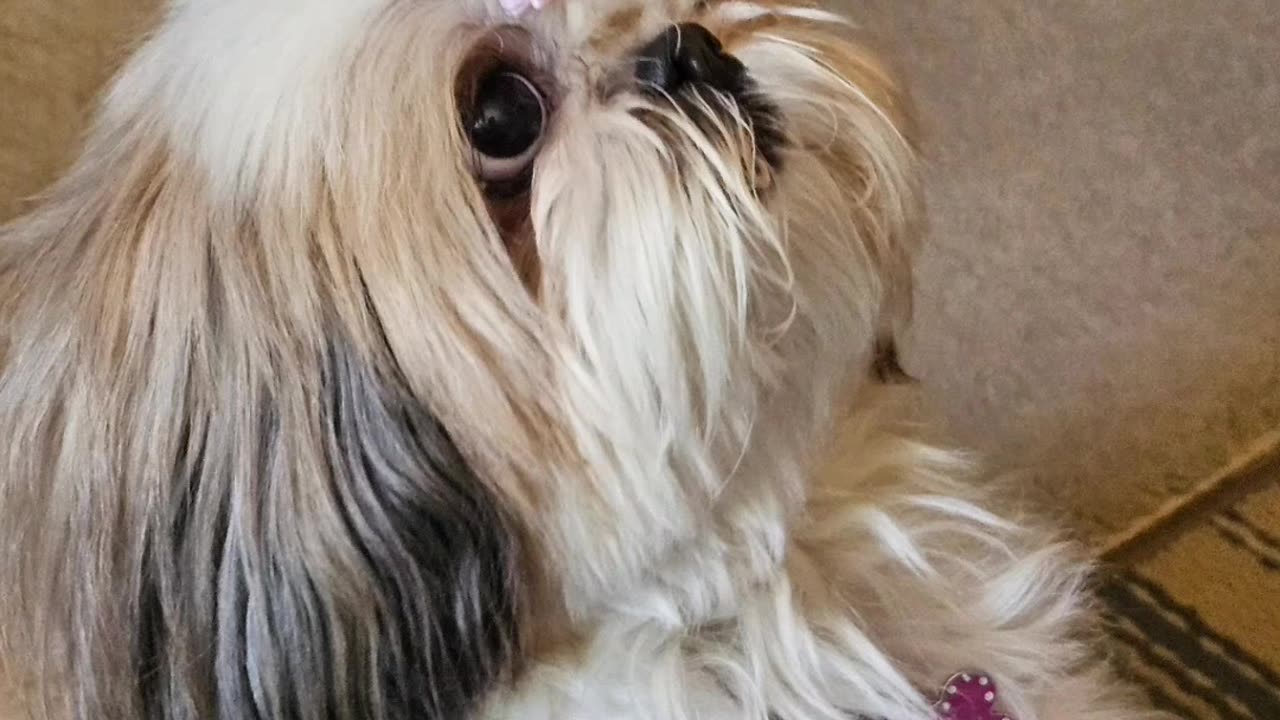 Rosie And Her Bow ☆☆With Special Barking At The End☆☆ (Featuring Rosie The Shihtzu)