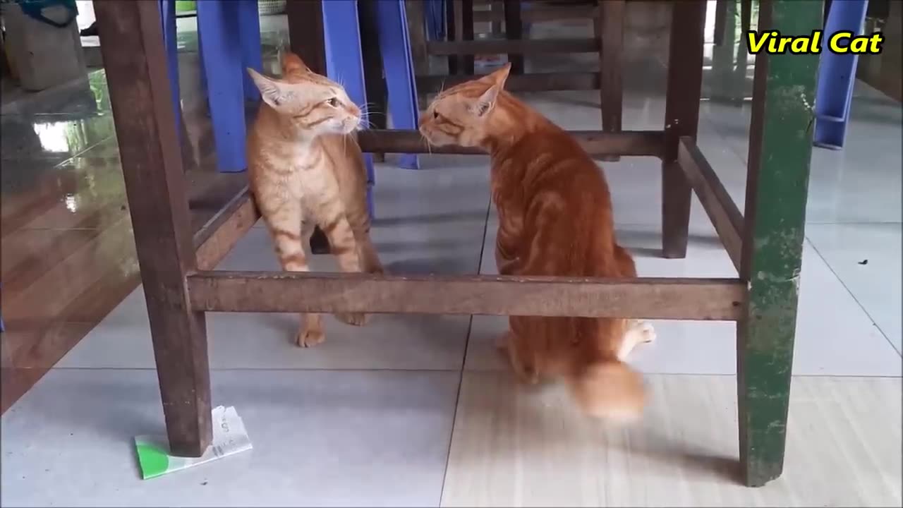 Viral Cat: These Two Fighting and Meowing Cats Are Bloody Brothers