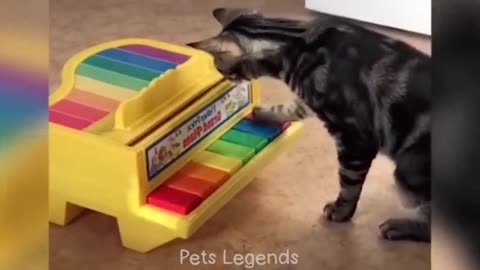 Hilarious Cat Pranks and Epic Lake Jump Laugh Out Loud Moments