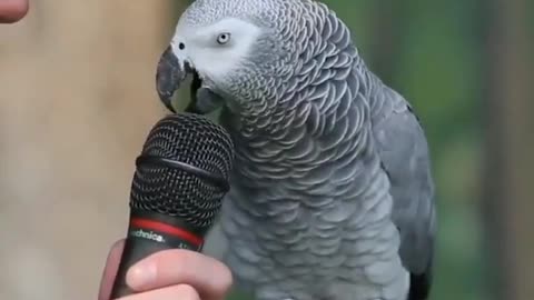 Unique Parrot Make Different Animal Sounds #shorts #viral #shortsvideo #video