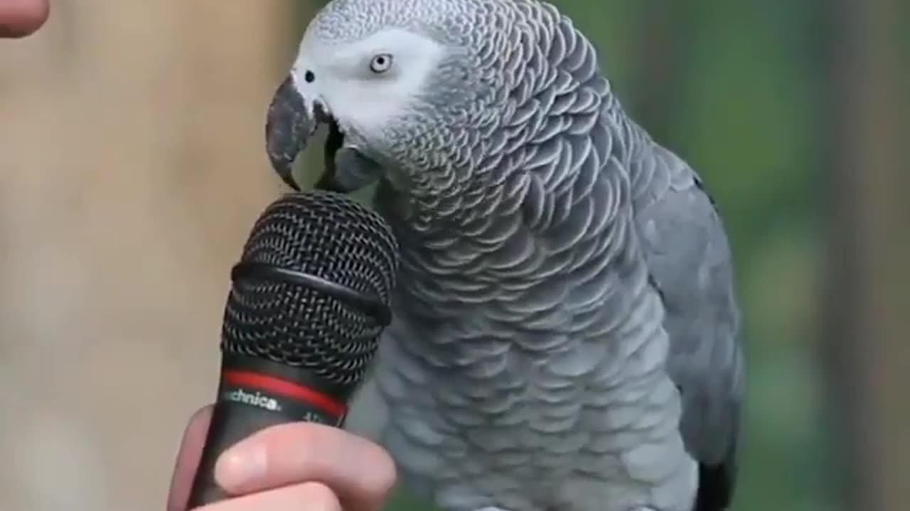 Unique Parrot Make Different Animal Sounds #shorts #viral #shortsvideo #video