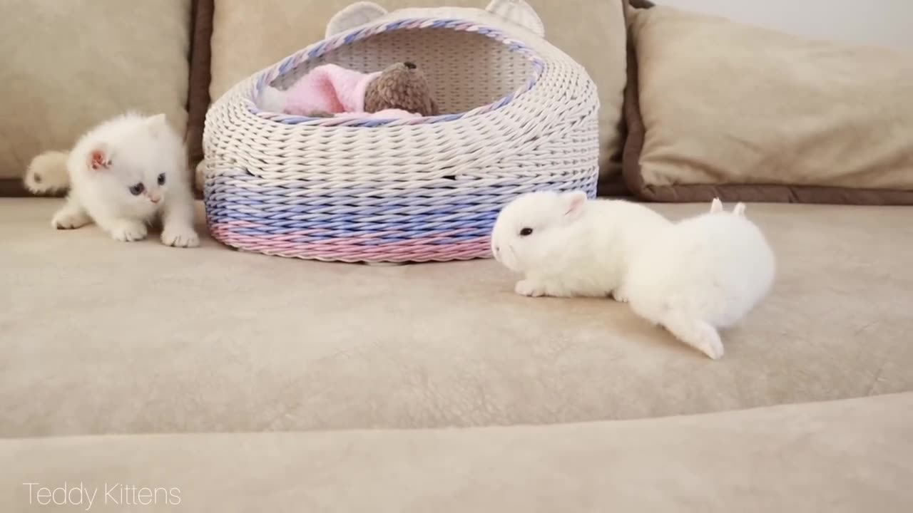 White kitten and white tiny bunnies 🐰 - It's so Сu