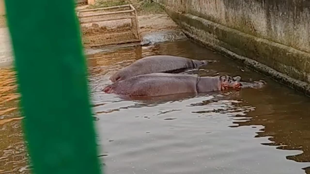 hippopotamus 🦛