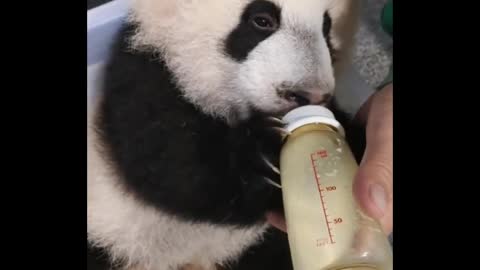 Panda baby can't eat bamboo poles, you have to eat milk