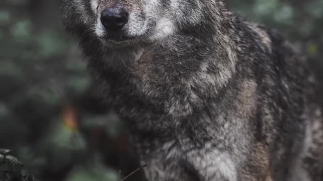 A beautiful wolf