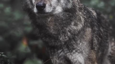 A beautiful wolf