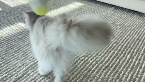 British Longhair playing with her *new* cat toy