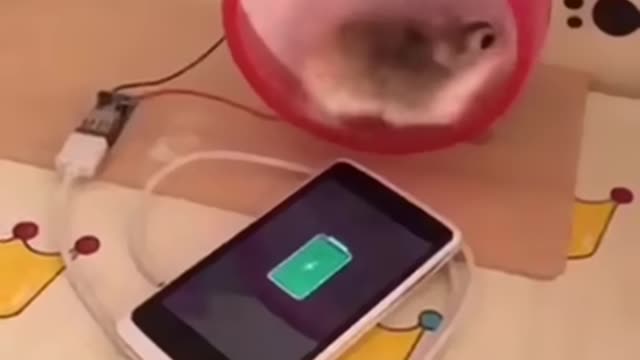 O artigo mais chato sobre hamster que você já leu