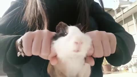 cute little hamster