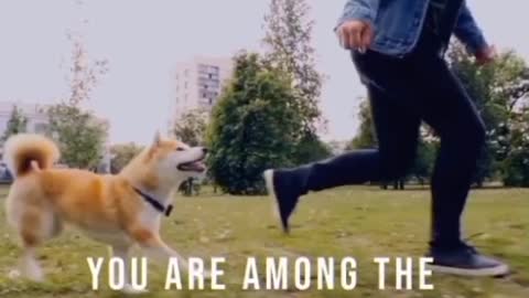 A cute Dog sorts your life and brings some happiness in your life.