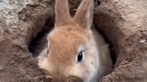 Cute Rabbit