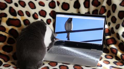 The cat thinks that the bird on the screen is real and tries to catch it