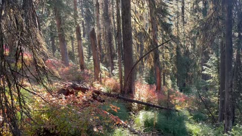 Archery Elk Hunting - Bugling Bulls - Last Day of Season - Marksman’s Creed