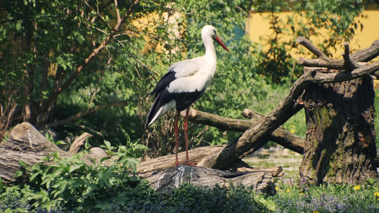 Grey Heron Flexing its Wings on a Beautiful Day