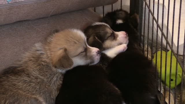 Puppy dogs sleep after a very hard day