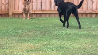 Golden Pretends Not to See "Sneaky" Lab