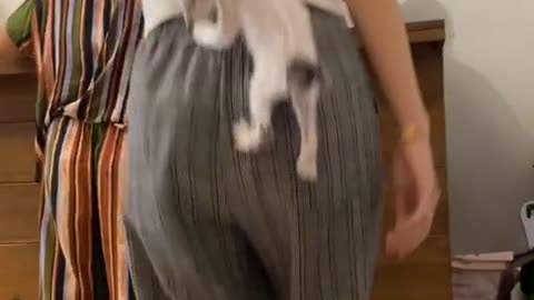 Byby cat #5