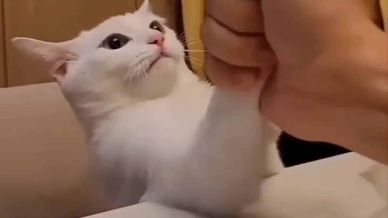 Arm Wrestling With Cat 🤣🐈Funny video