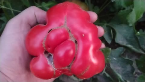 Crazy Tomato Mutation!