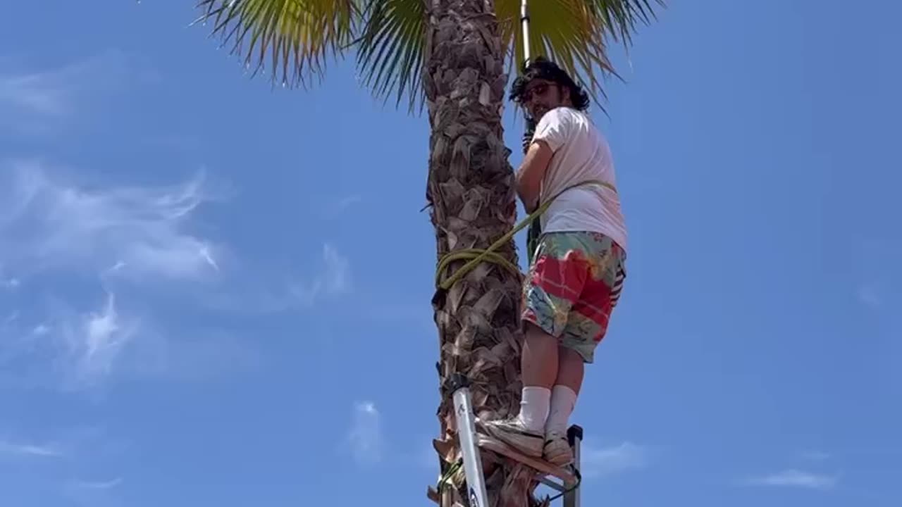 Tree Trimming: It’s A One Mexican Job