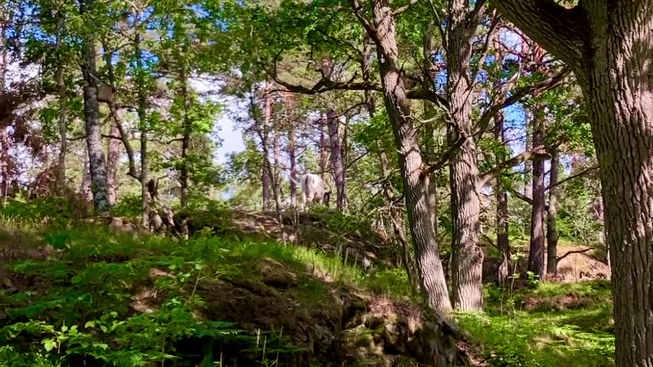 Ko på Farstanäset🐄🐮💕😊