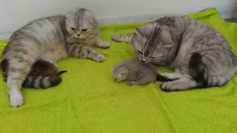 Perfect Daddy cat loves her baby kittens and mom cat so cute kitty