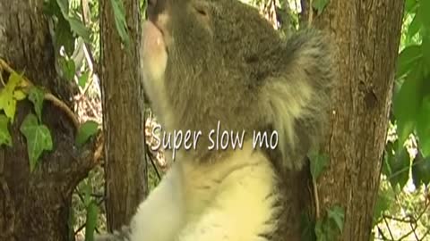 A Thirsty Koala Returns and Sneezes
