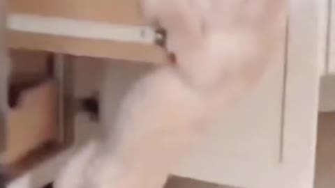 Funny Animal Videos #19