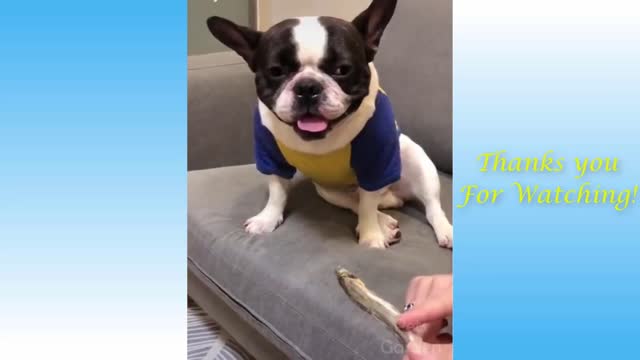 Funniest video compilation of Cats and Dog you have to watch!