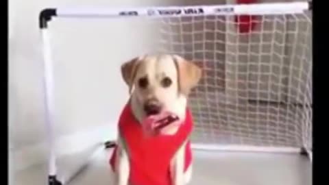 Cat and Dog funny video