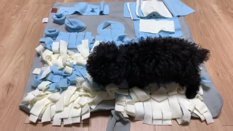 The baby puppy has a new toy.