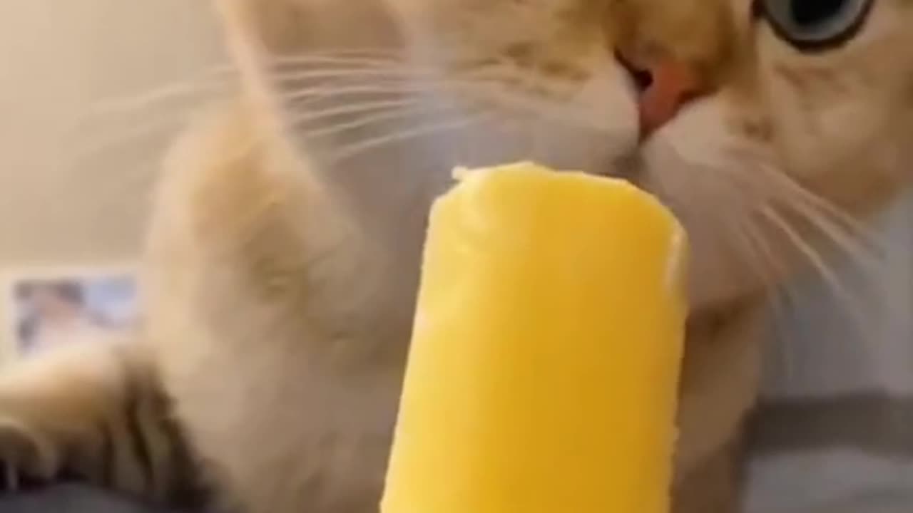 Anything about cat