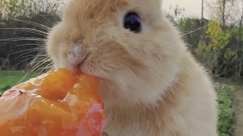 Little rabbit eating persimmon