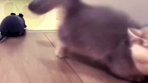 Cat meowing Video