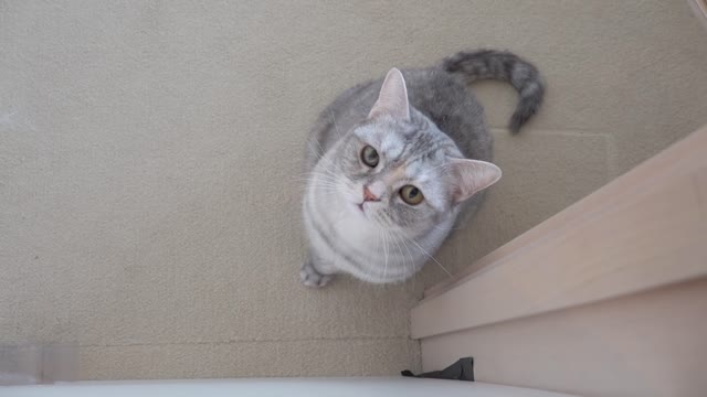 Cats vs Narrowing Tube