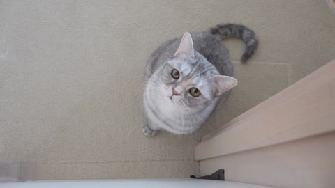 Cats vs Narrowing Tube