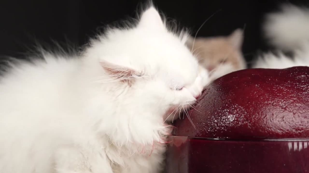 Wow 😍three baby cats are having a delicious cow blood mukbang, let's see what the fun is