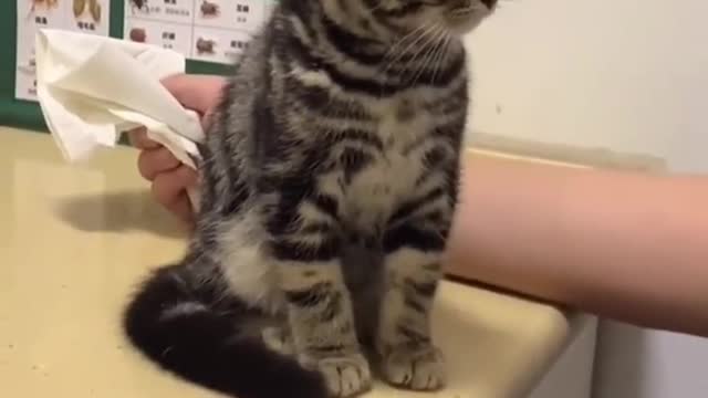 Who doesn't like kittens