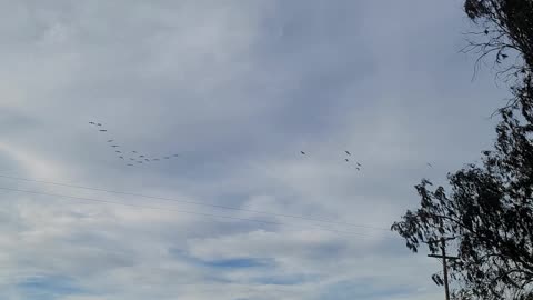 Sandhill cranes fly overhead in California